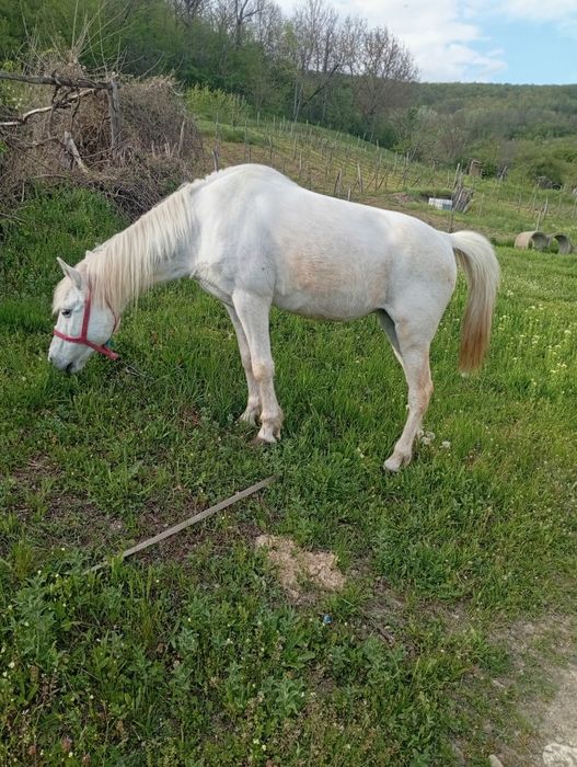Vand sau schimb iapă garantată la tras