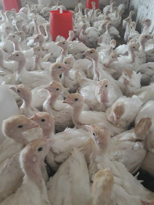 Big6 Kurka jöjalari sotiladi