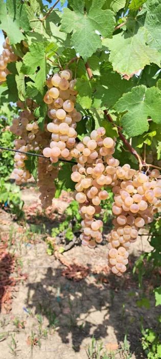 Butași de vită de vie de anul 2 și de anul 3