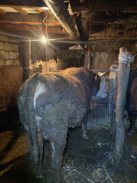 Бұқа откорм (бык)