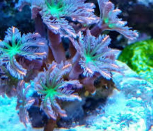 Кораллы в морской аквариум