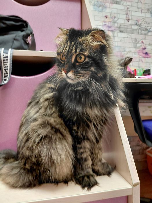 Отдадим кошку в хорошие руки!