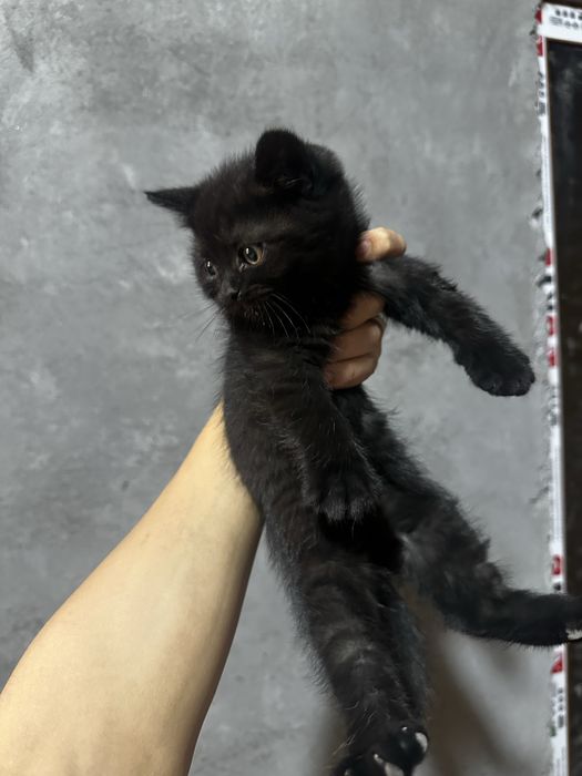 Котята скоттиш страйт, чистая порода.