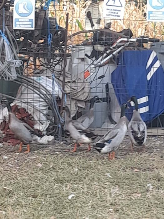 Vand rațe rasa indiana
