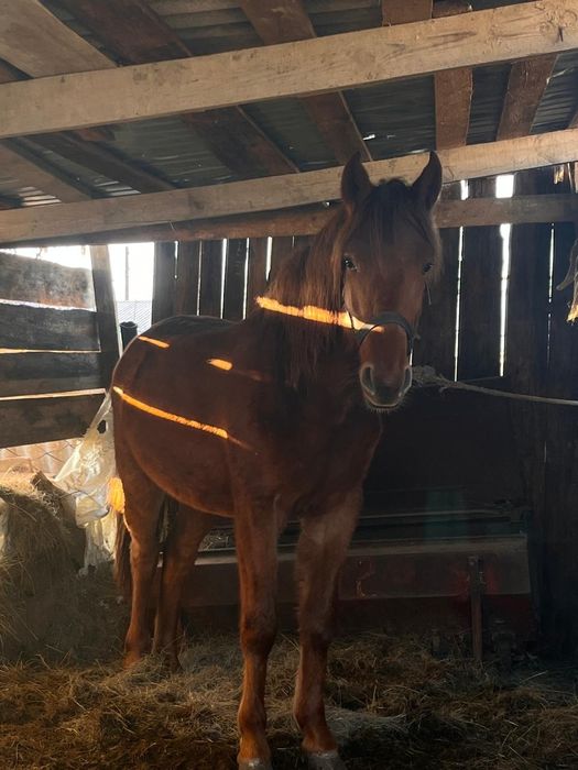 Продается лошадь 1.5 года