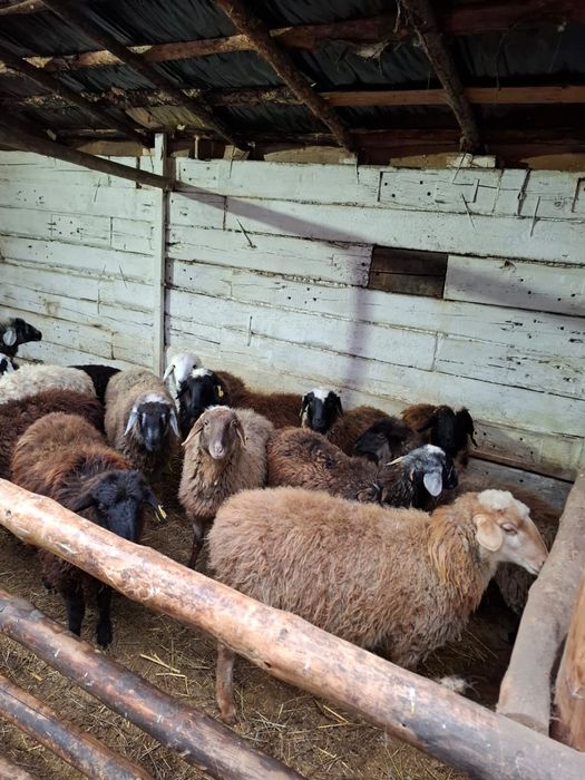 Продам 60 голов