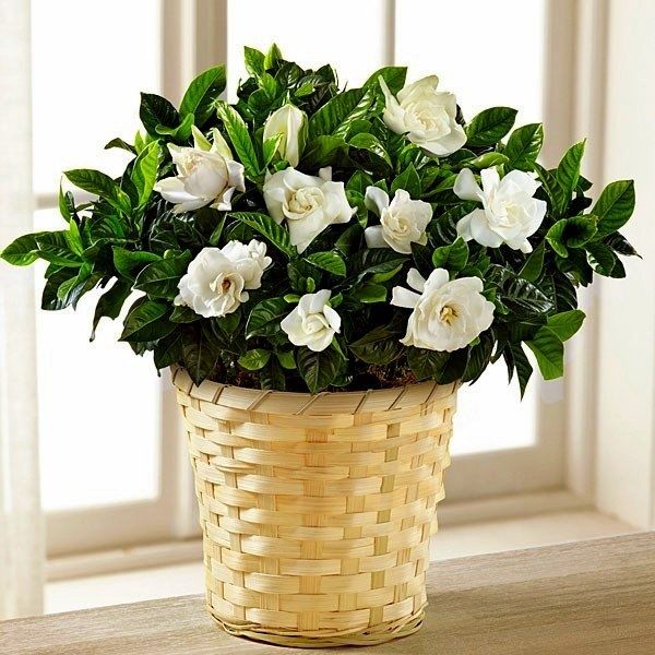 Гарденията (Gardenia jasminoides)