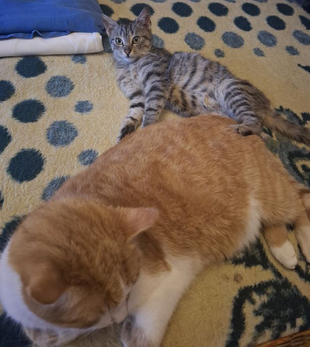 Donez Pisicuț 4luni