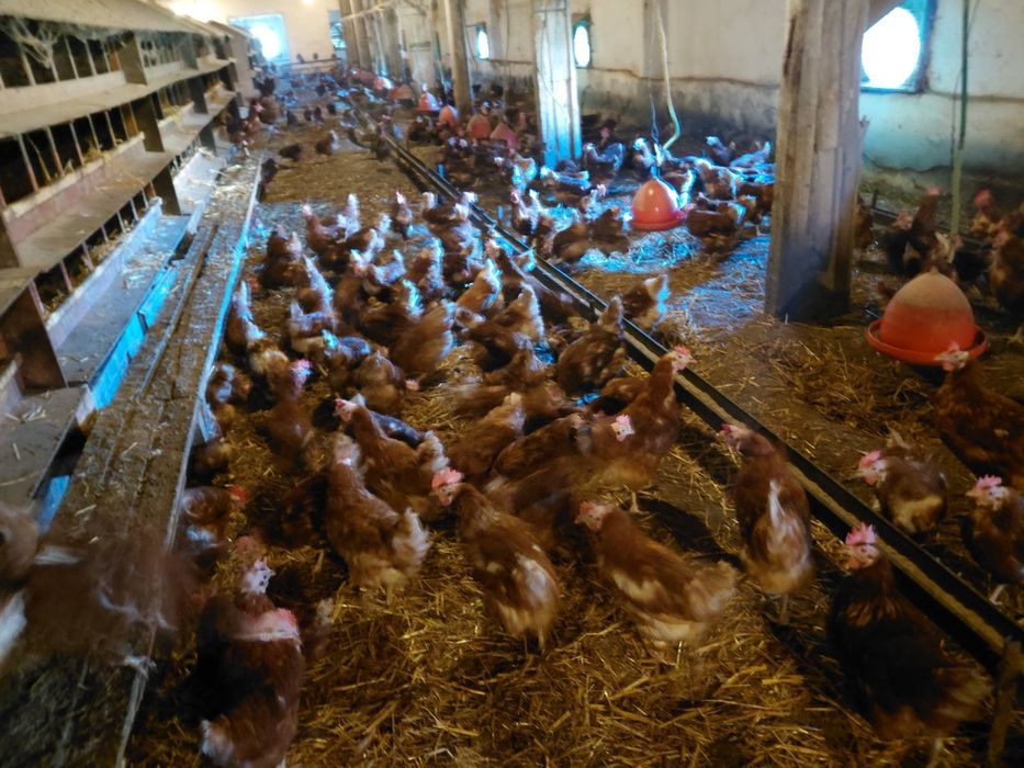 Продавам кокошки носачки ломан Браун за яйца на 12 месеца