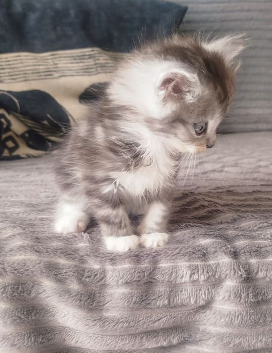 Отдам котят 2 мальчика 2 девочкт