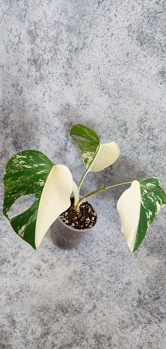 Монстера Альба .