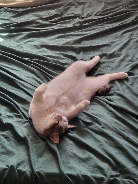 Отдам красивого кота