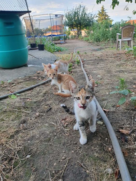 Подарявам котенца