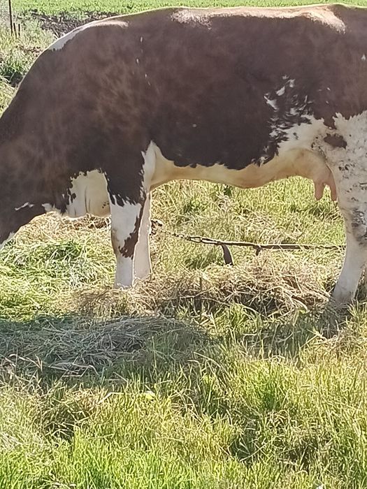 Vaca de vânzare  de trei ani