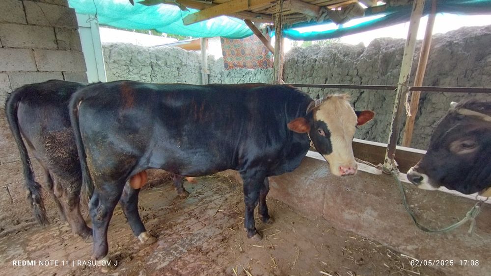 Новвос сотилади соглом еб ичиши зур узим боккан букалар