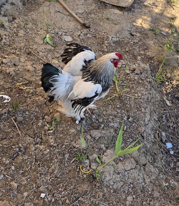 Хуроз сотилади, Брама. Питух