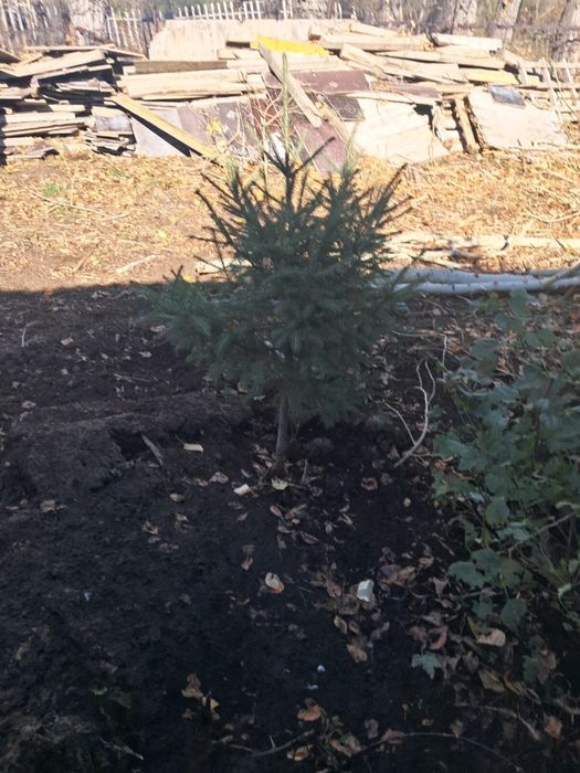 Продам елки разные