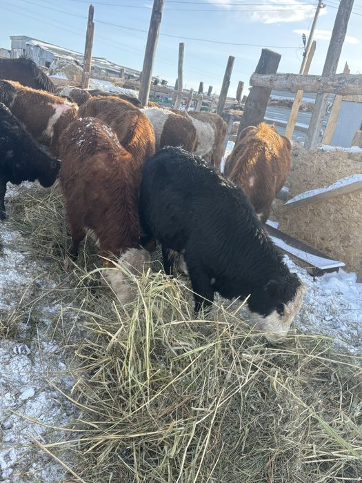 Откорм  букалар.