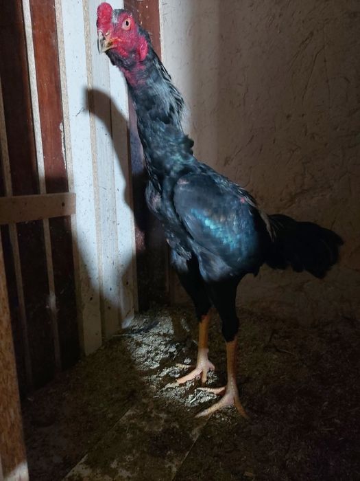 Avgustni oxirida chiqan xuruzcha