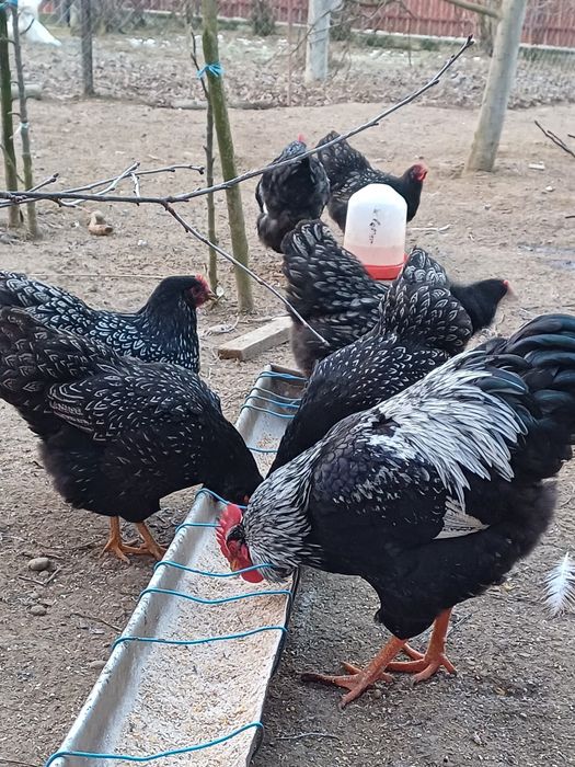 Oua pentru incubat. Rhode Island și  Barnevelder