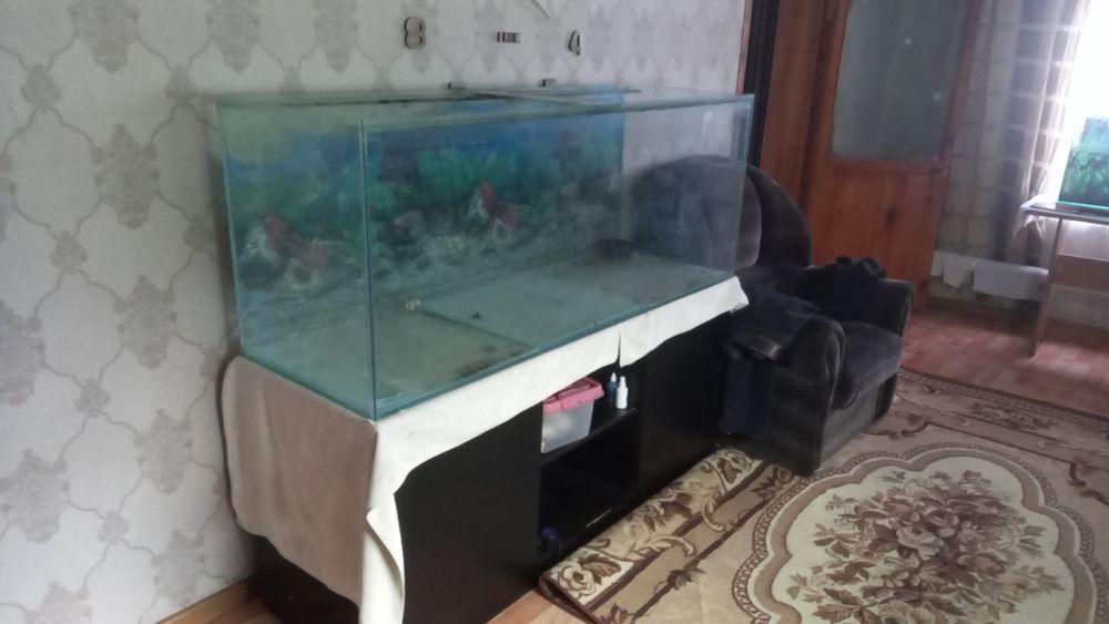 Продам рыбок  разные  красивые