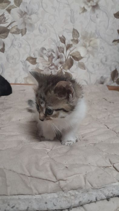 Британские скотиш страйт