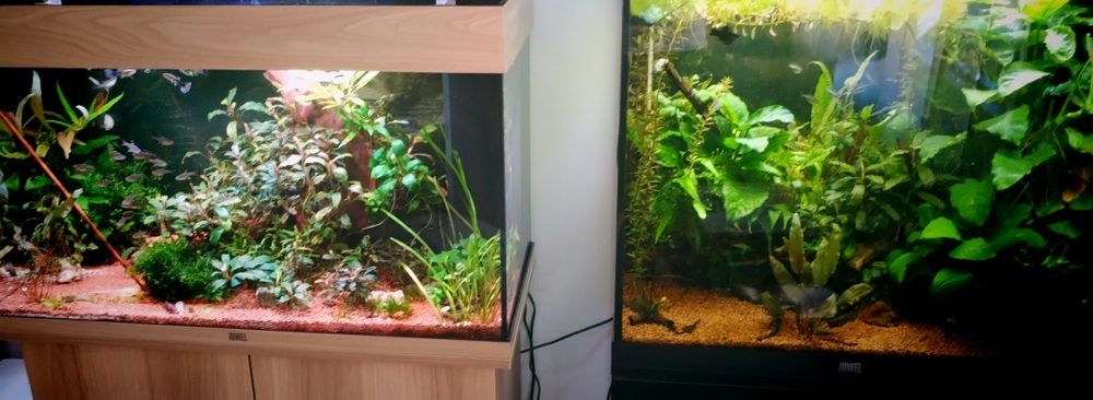 Vând 2 acvarii juwel Rio 120 și 125!