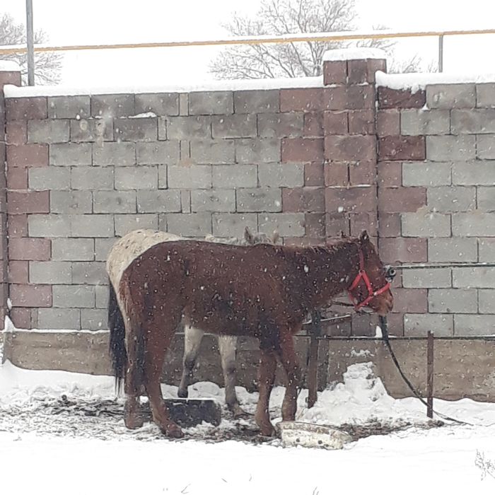 Жылкы тайлар срочна 2 еун