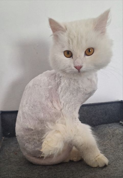 Кошечка девочка 6 мес