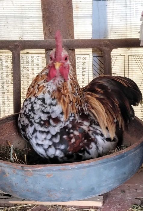 Vând găinușe  pitice