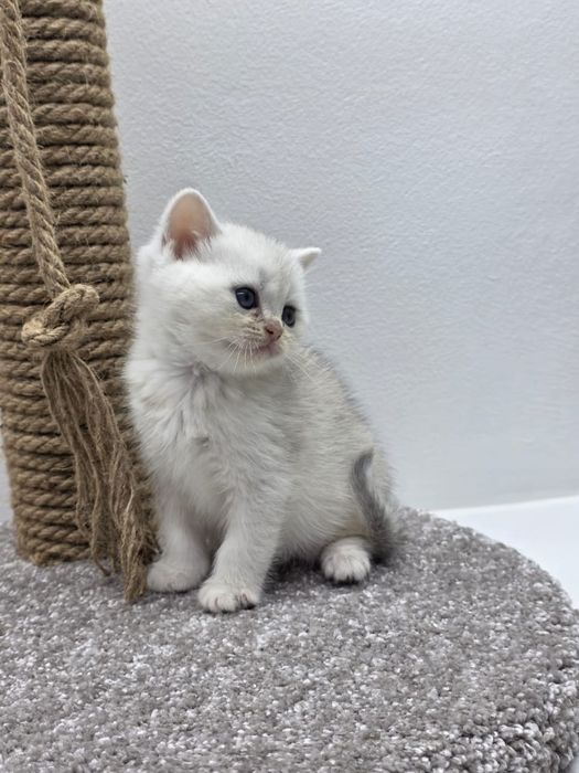 Кошечка ШотландСкая '