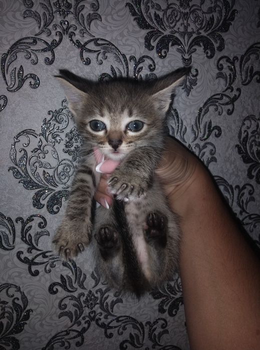 Отдам котят в хорошие руки