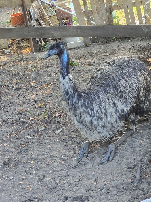 Vand Strut Emu..