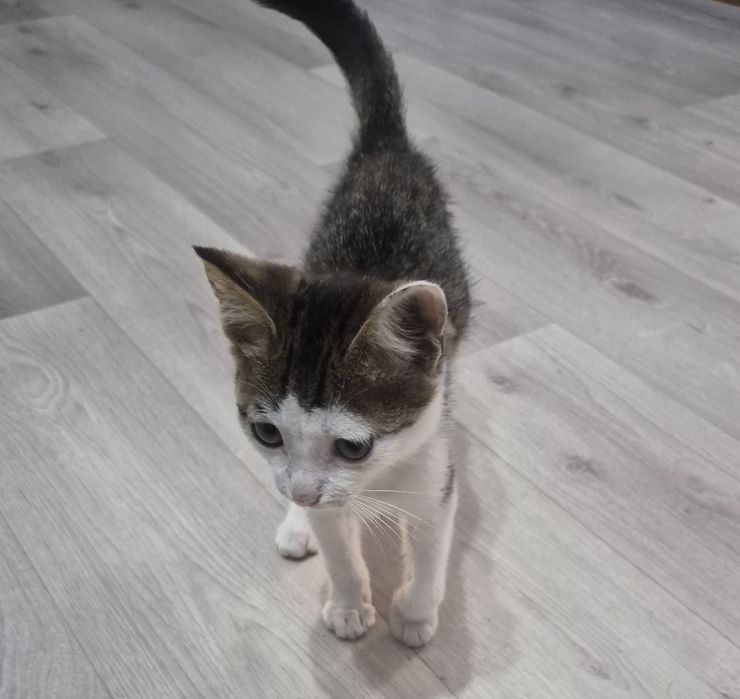 Котенок в добрые руки