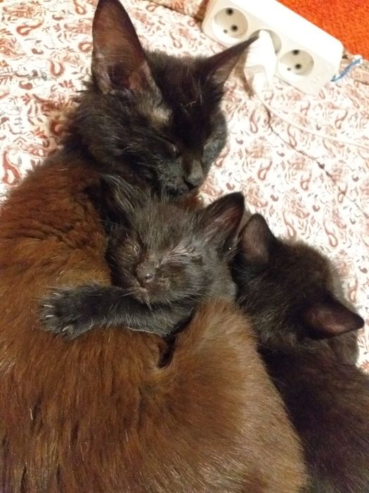 Отдам в добрые руки маленьких мальчишек