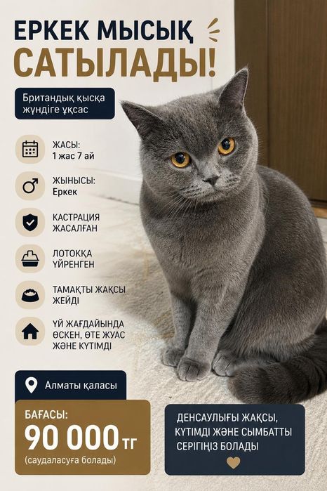 Британская кошка продаётся