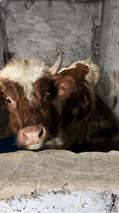 Продам бычков…..