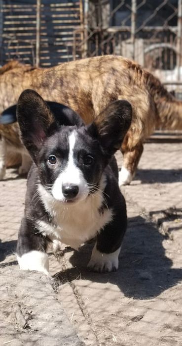 Щенки вельш корги кардиган