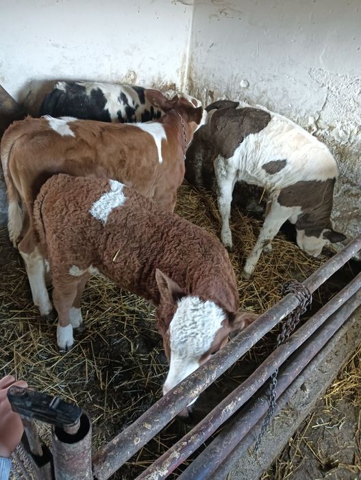 Viței de vânzare