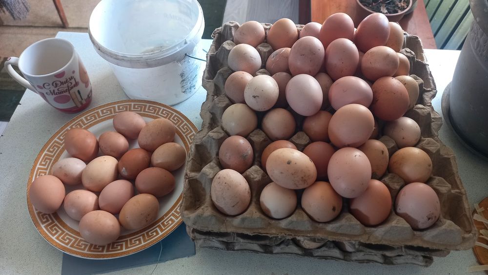 Әтештер Қораздар