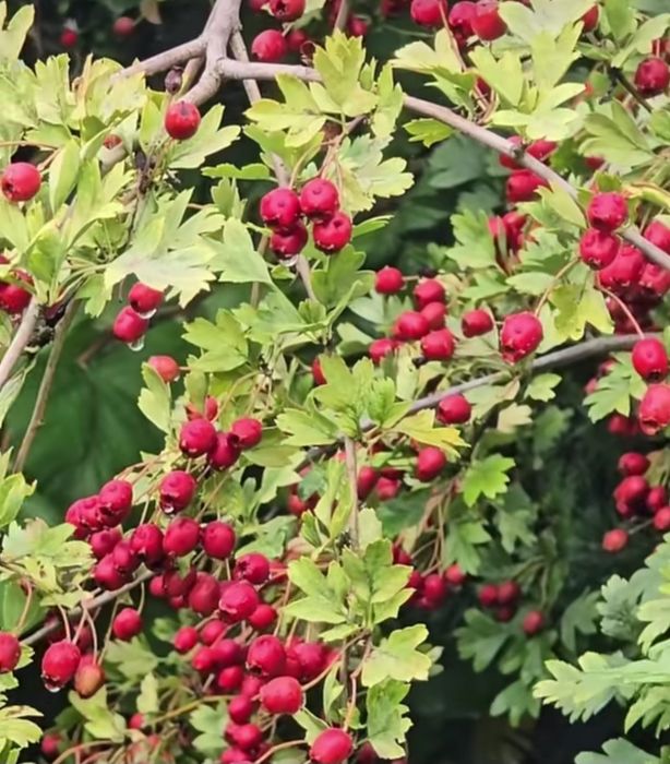 Păducel natural, fructe de păducel