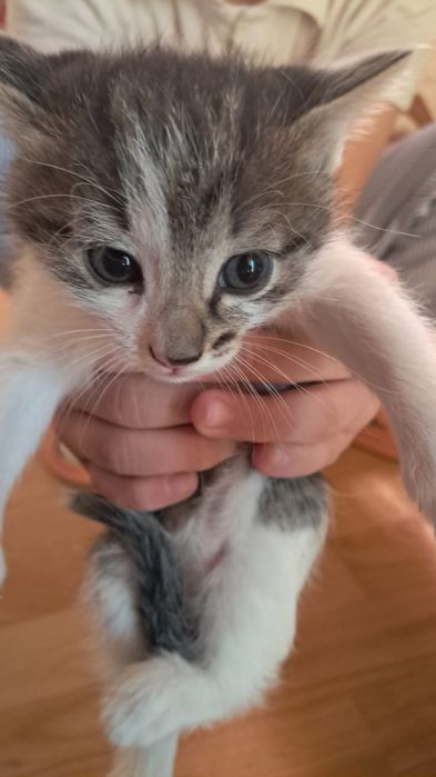 Котята отдам в добрые руки!