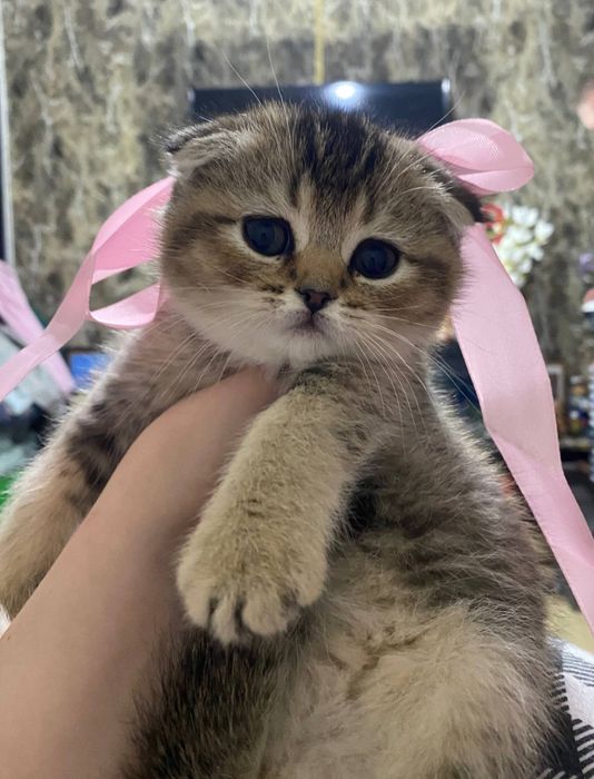 Продаю котёнка шиншила