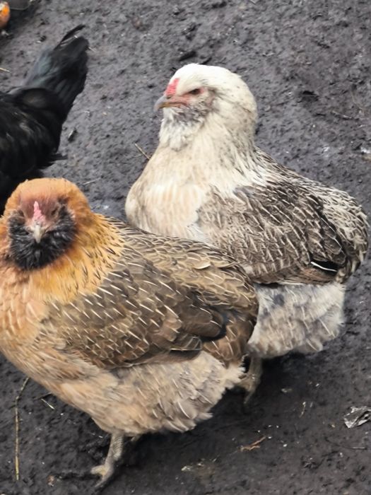 Vând 2 plus 1 araucana