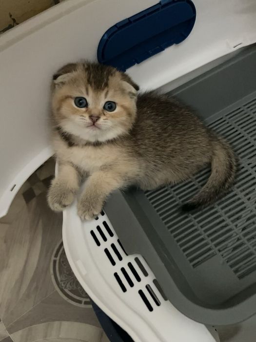 Продам котенка мальчика