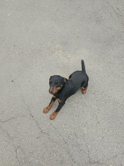 Ягдтерьер, рабочий