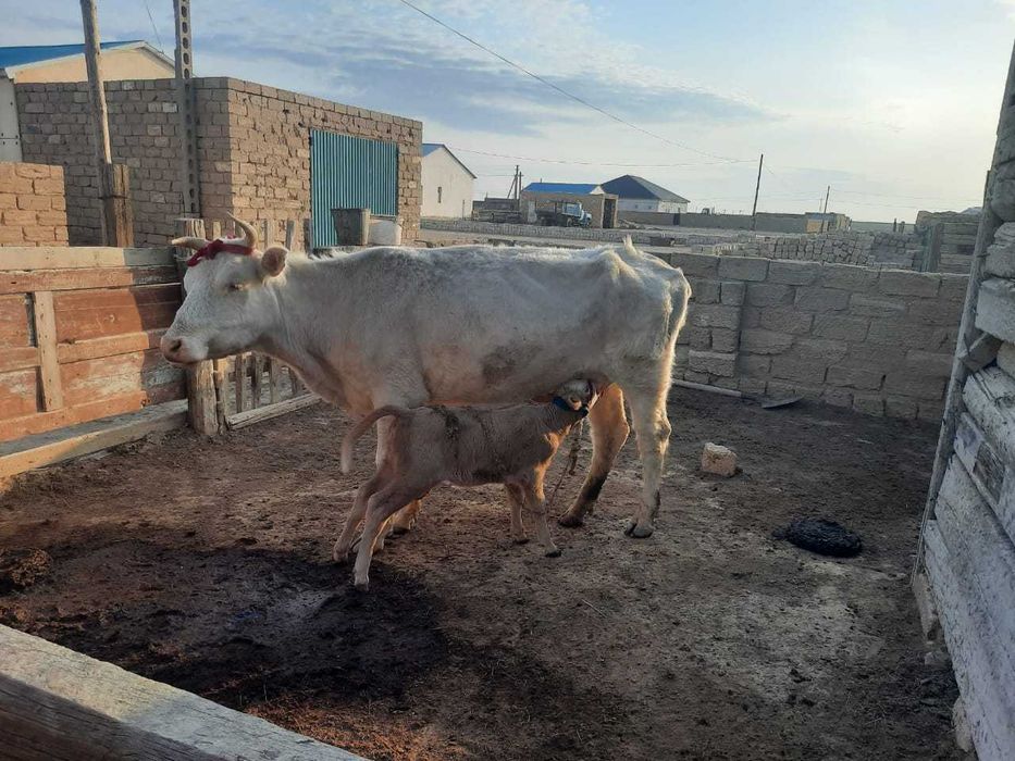 Бұзаулы Сйыр Бейнеу жақта