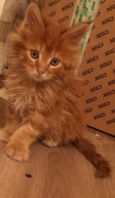 Продам котят мейн кун