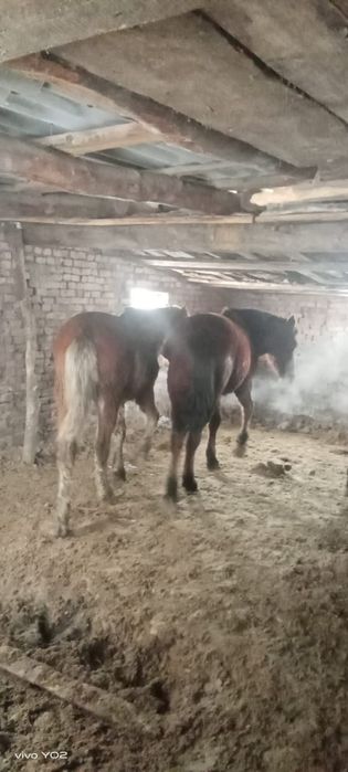 Тайлар молодняк с откорома