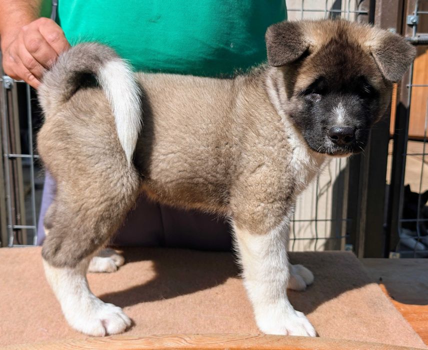 Mascul Akita American - linie de sânge PREMIUM - GRI deschis